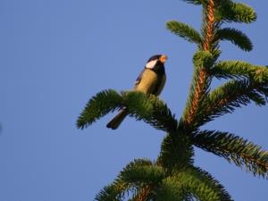 Prepoved obrezovanja mejic po 1. marcu 2015